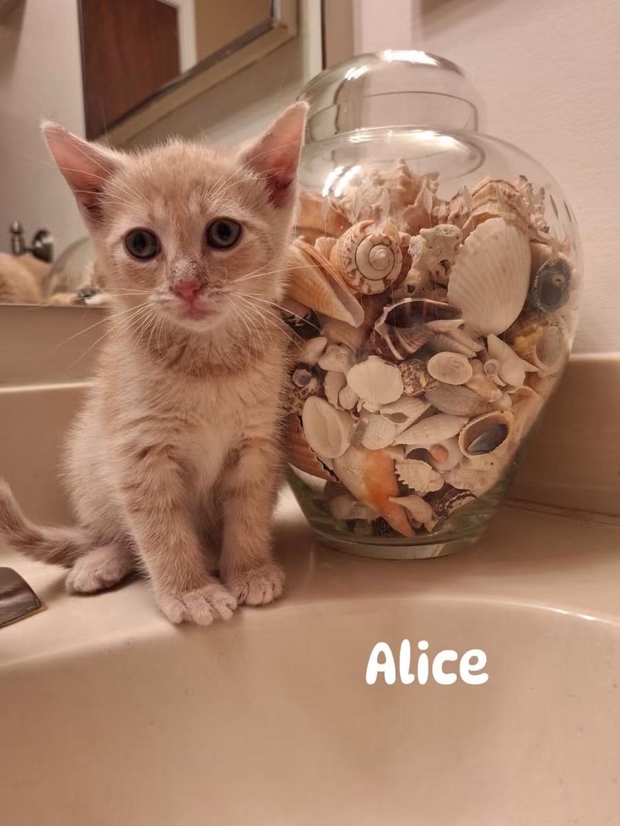Alice, adopted, Kitten Female Domestic Short Hair.