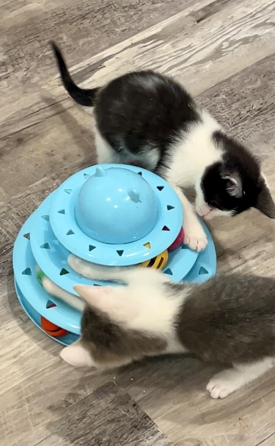 Enlarge Tank, an adopted Domestic Medium Hair in Nashville, TN image 5/6