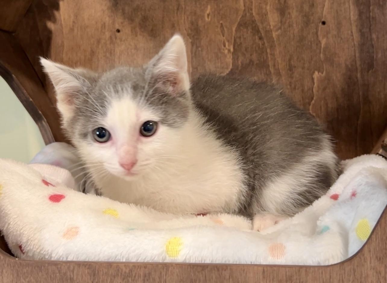 Tank, adopted, Kitten Male Domestic Medium Hair.