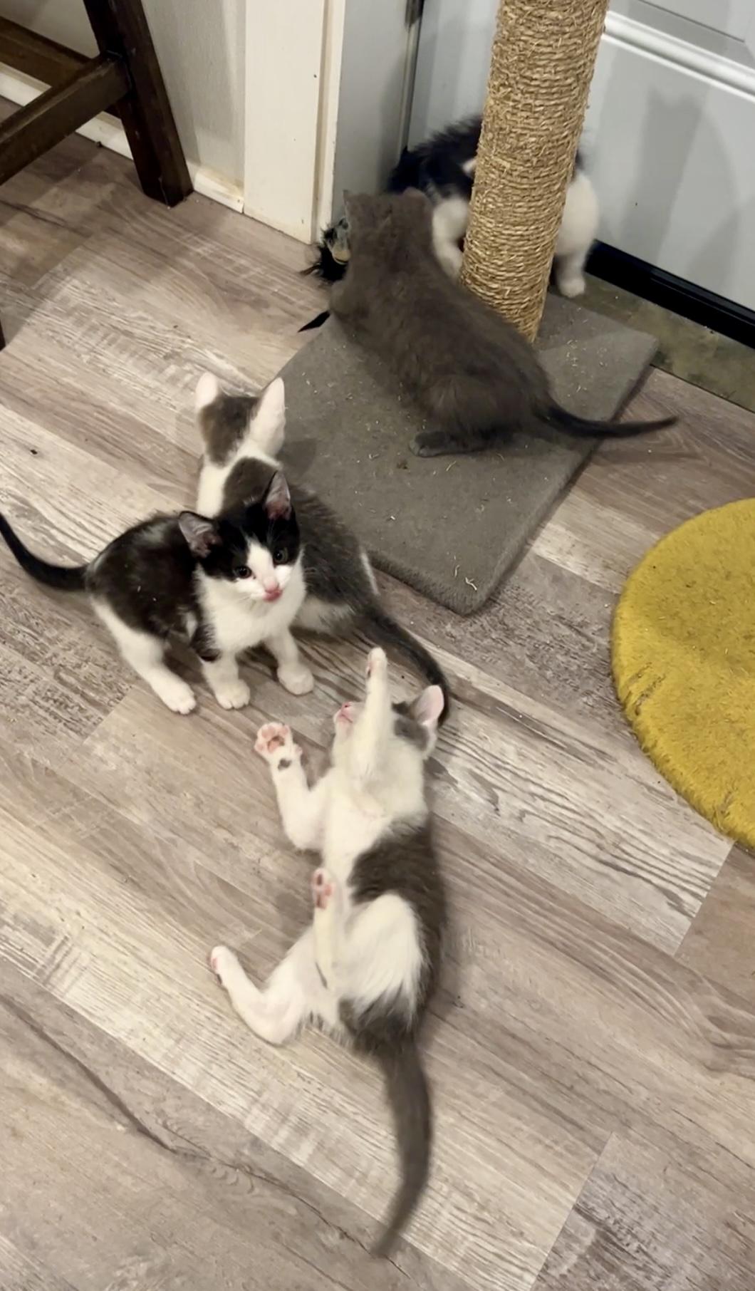 Enlarge Tank, an adopted Domestic Medium Hair in Nashville, TN image 4/6