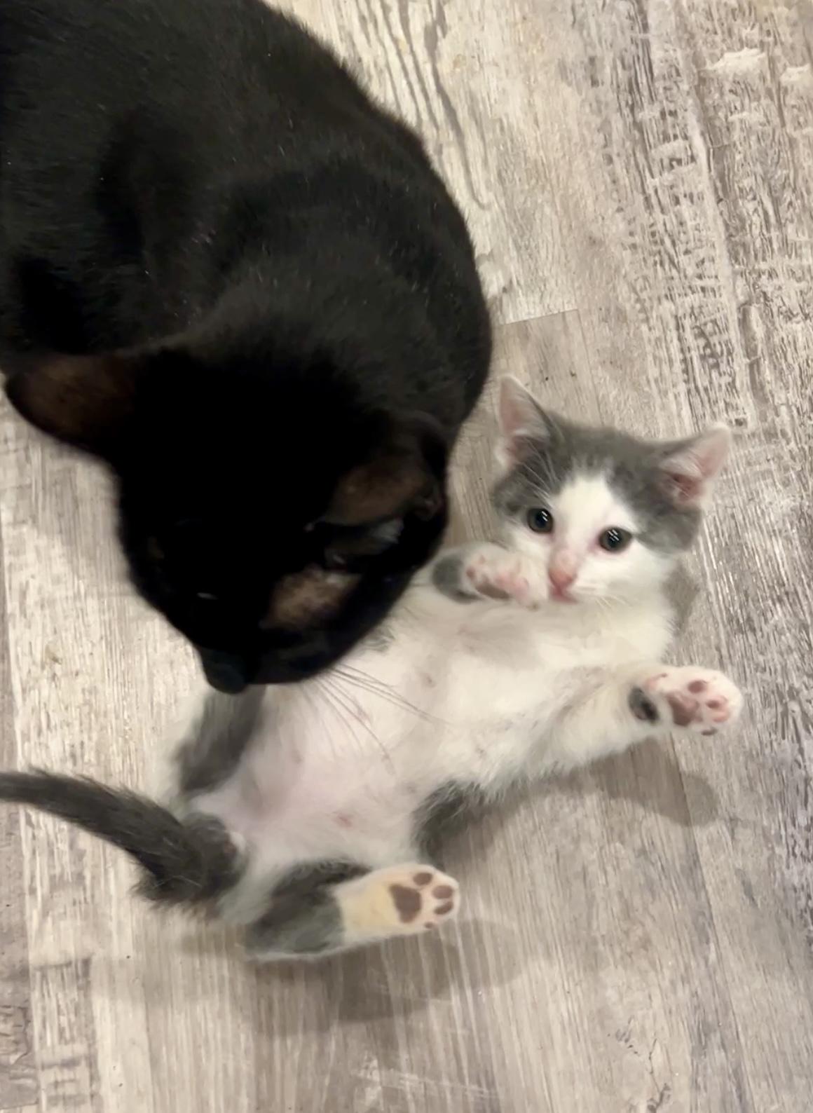 Enlarge Tank, an adopted Domestic Medium Hair in Nashville, TN image 3/6