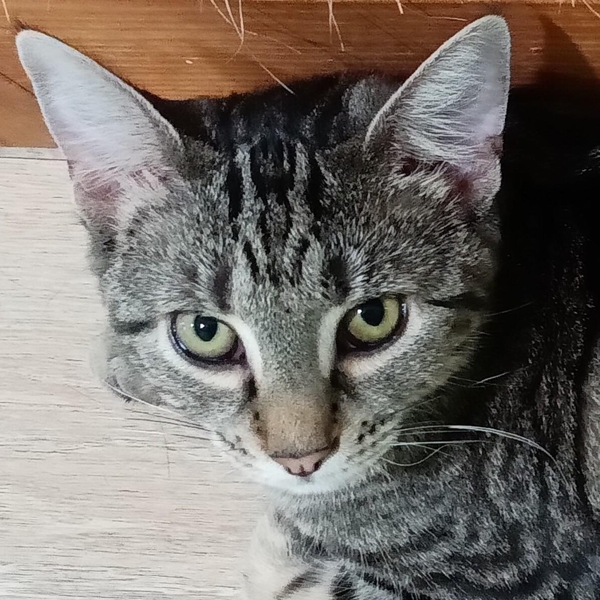 Daisy (Hunter), Adoptable, Adult Female Domestic Short Hair.