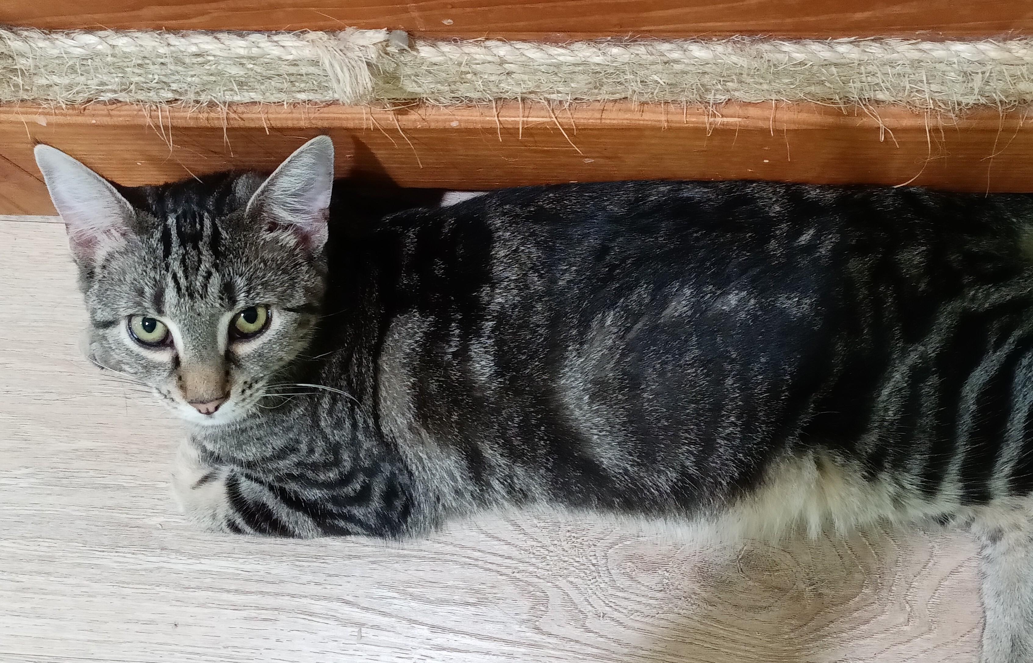 Enlarge Daisy (Hunter), a Adoptable mixed breed in Havertown, PA image 2/6