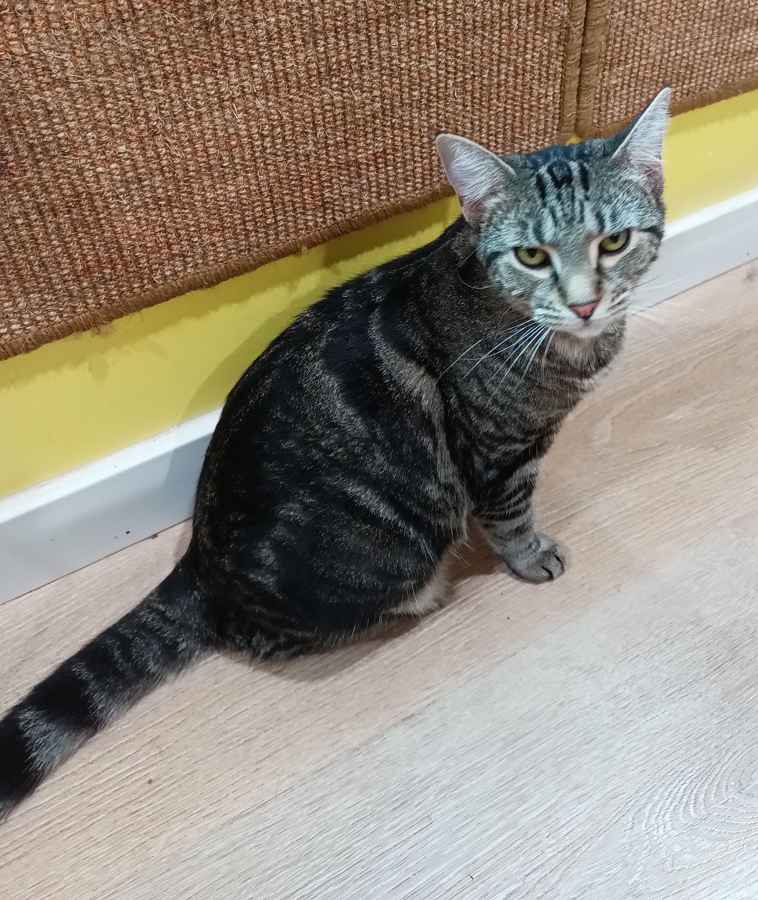 Enlarge Daisy (Hunter), a Adoptable mixed breed in Havertown, PA image 4/6