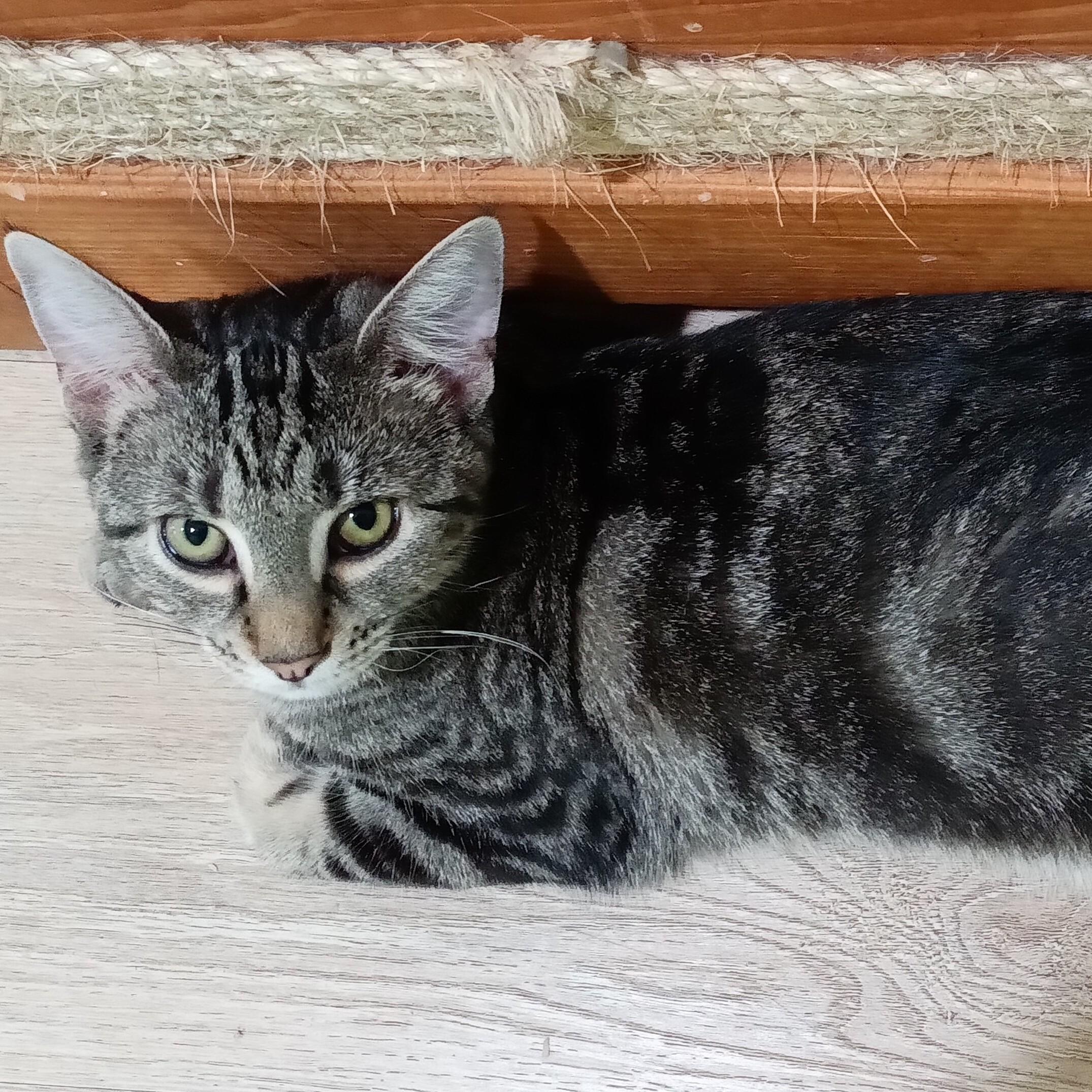 Enlarge Daisy (Hunter), a Adoptable mixed breed in Havertown, PA image 5/6