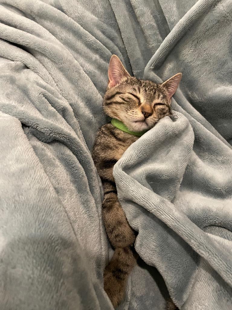 Kaetlyn Paws-mond, Adoptable, Kitten Female Domestic Short Hair.