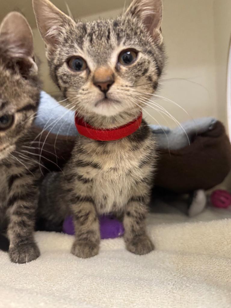 Enlarge Kaetlyn Paws-mond, a Adoptable mixed breed in Winnipeg, MB image 2/5