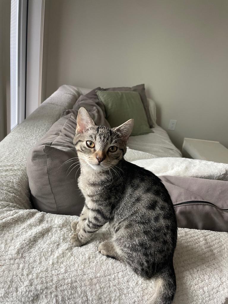 Enlarge Kaetlyn Paws-mond, a Adoptable mixed breed in Winnipeg, MB image 3/5