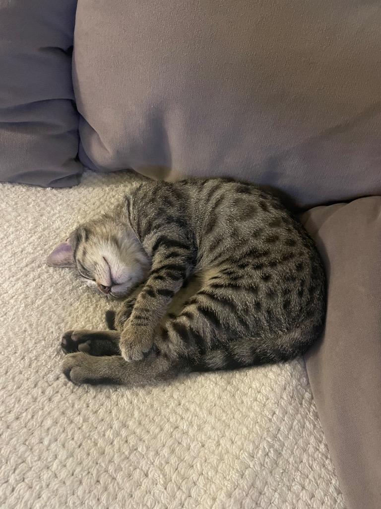 Enlarge Kaetlyn Paws-mond, a Adoptable mixed breed in Winnipeg, MB image 4/5