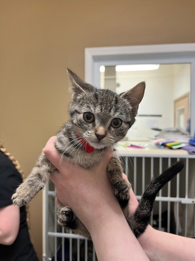 Enlarge Kaetlyn Paws-mond, a Adoptable mixed breed in Winnipeg, MB image 5/5