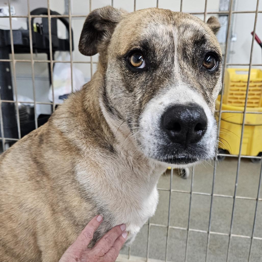Bella, Adoptable, Adult Female Australian Cattle Dog / Blue Heeler & Boxer.