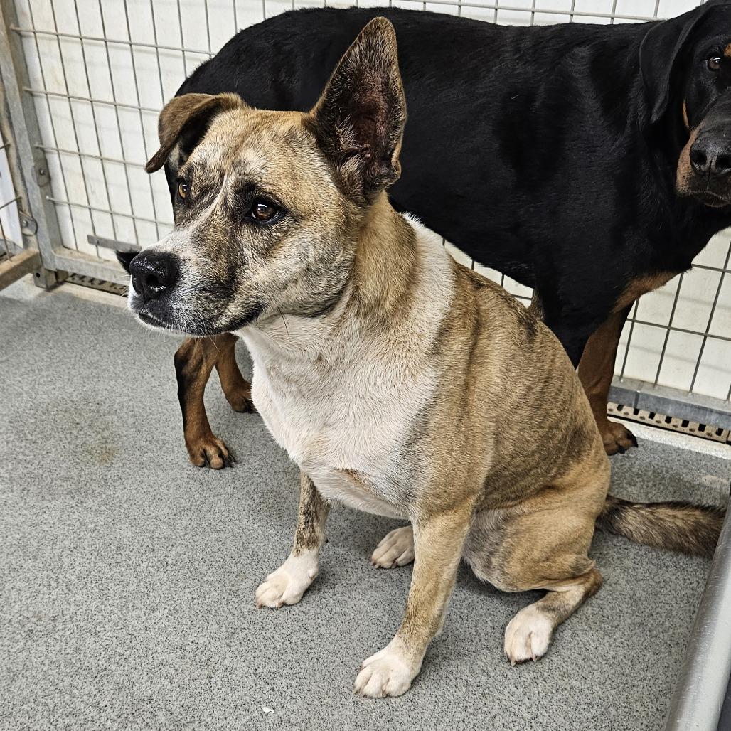 Bella, a Adoptable mixed breed in Kingman, KS image 2/4