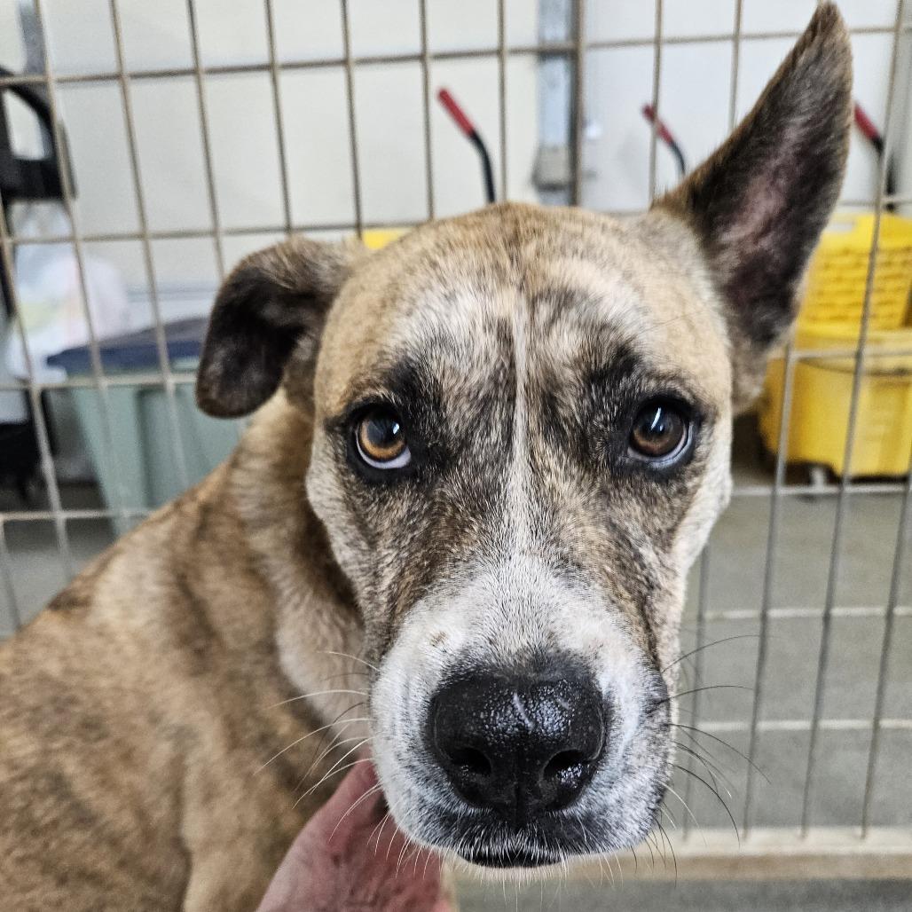 Bella, a Adoptable mixed breed in Kingman, KS image 3/4