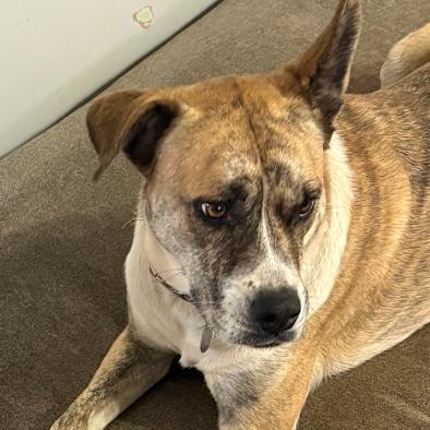 Bella, a Adoptable mixed breed in Kingman, KS image 4/4