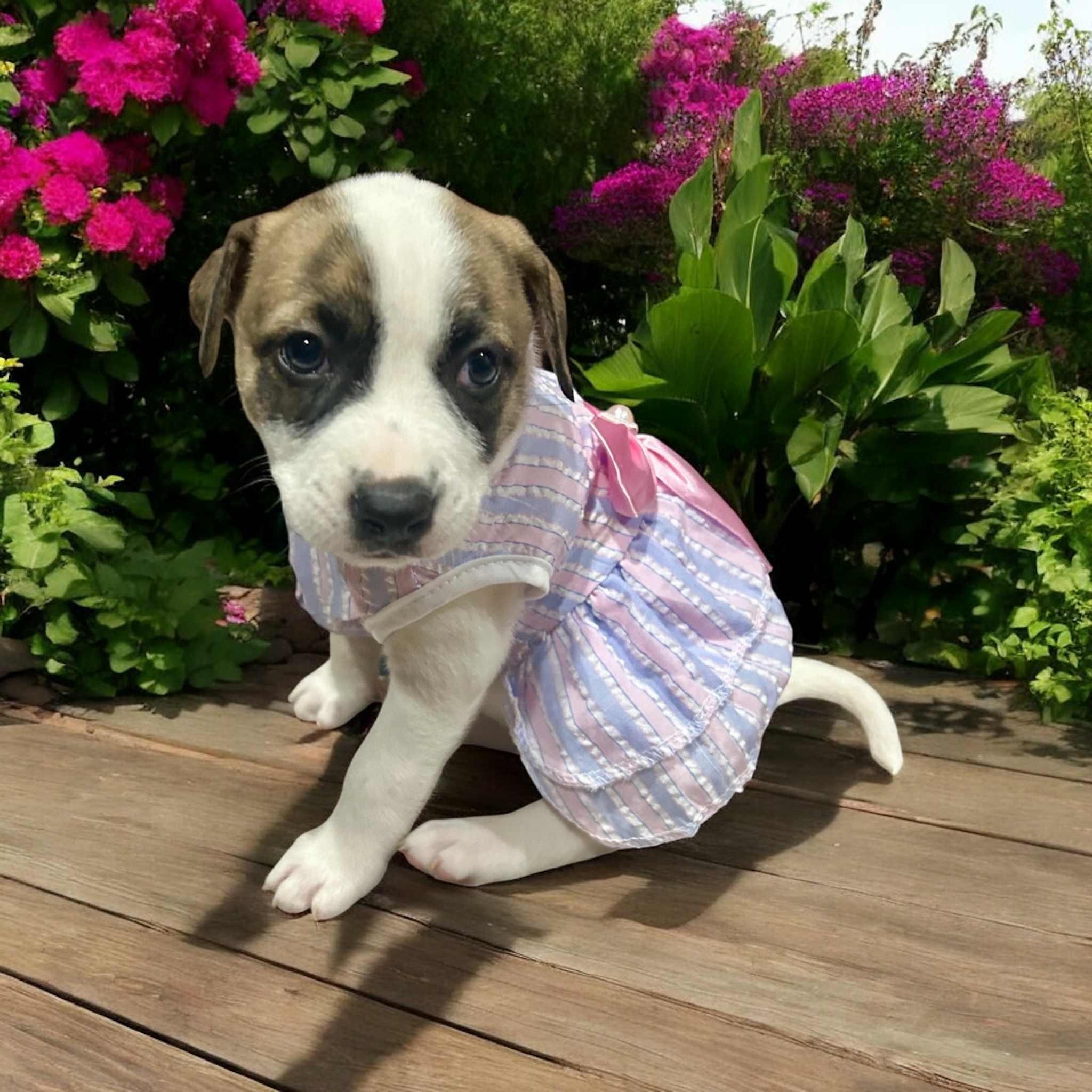 Bahama, Baby Female Pit Bull Terrier