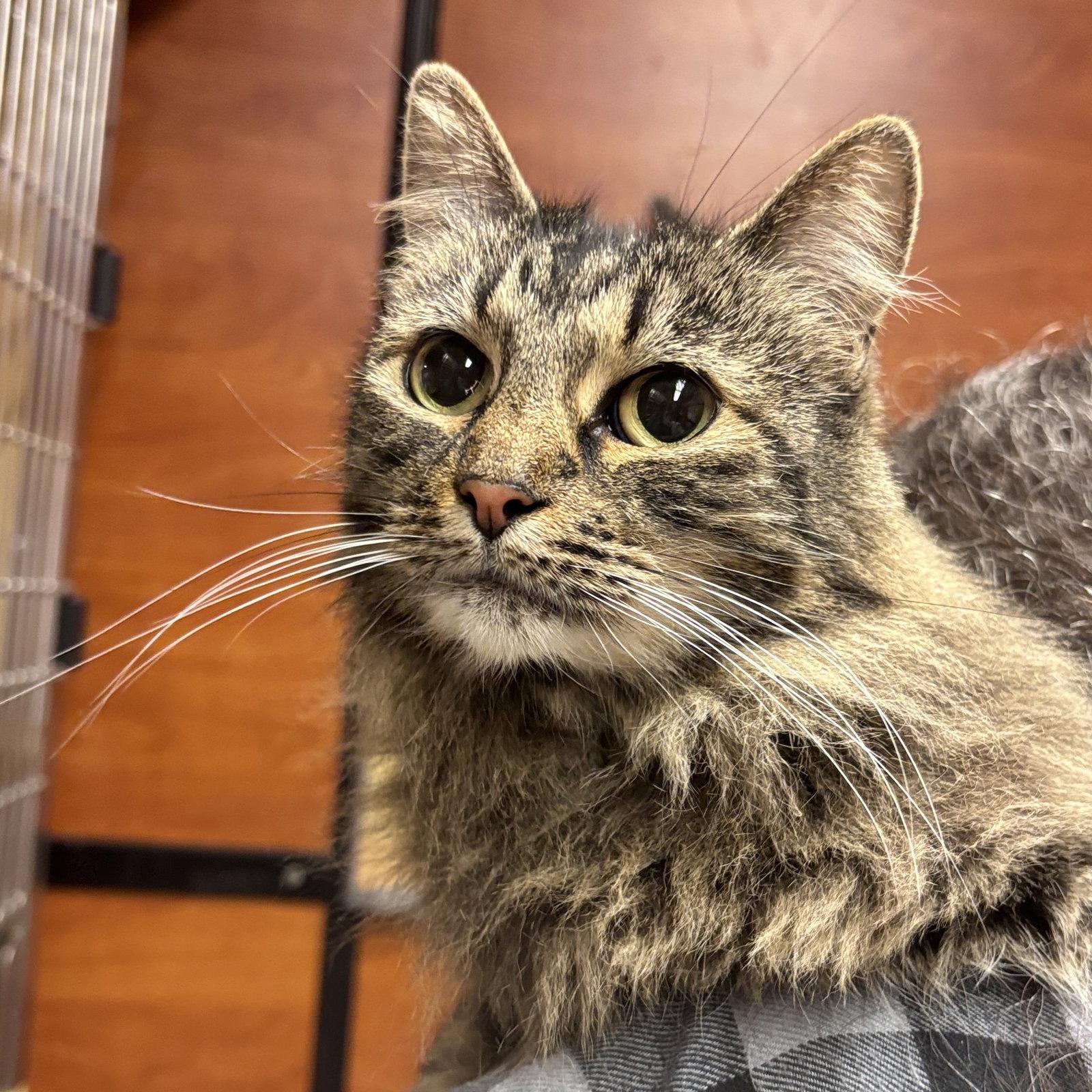 Zoe, Adoptable, Adult Female Domestic Long Hair.