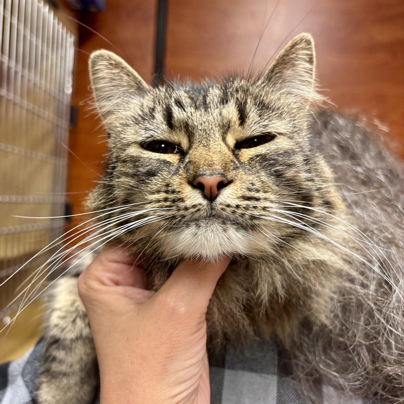 Enlarge Zoe, a Adoptable Domestic Long Hair in Sonora, CA image 2/2
