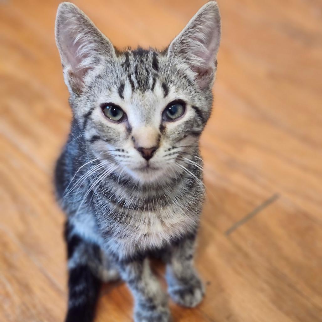 Sulley, Adopted, Kitten Male Domestic Short Hair.