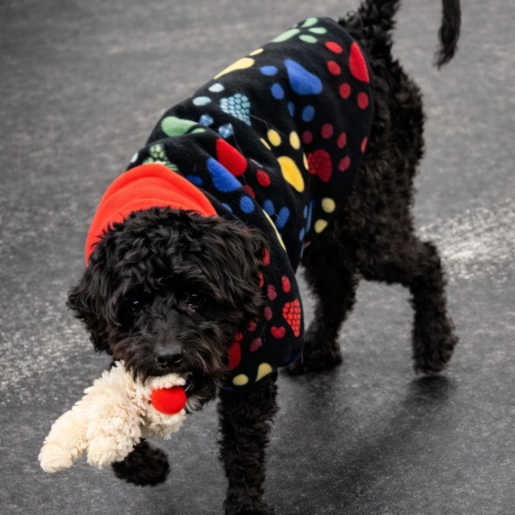 Buddy, a ADOPTABLE mixed breed in Rochester, NY image 3/3