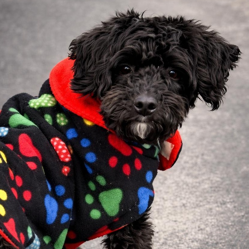 Buddy, a ADOPTABLE mixed breed in Rochester, NY image 1/3