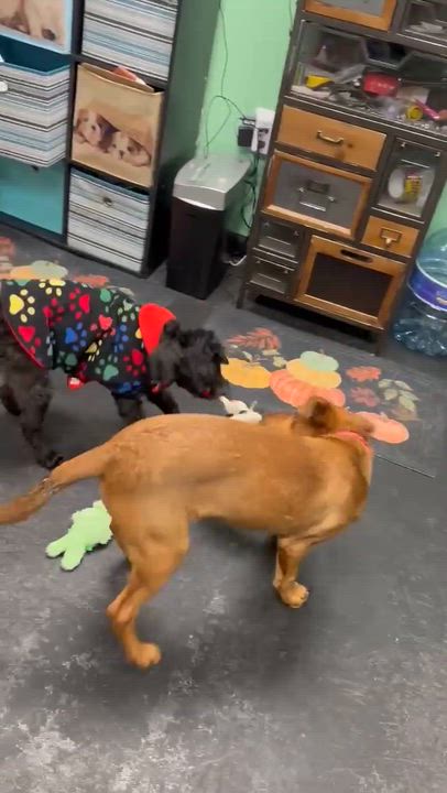 Enlarge Buddy, a ADOPTABLE mixed breed in Rochester, NY video 2/3