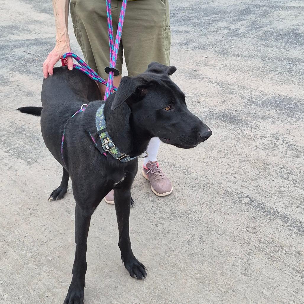 Enlarge Juno, a Adoptable mixed breed in Saugerties, NY image 1/6