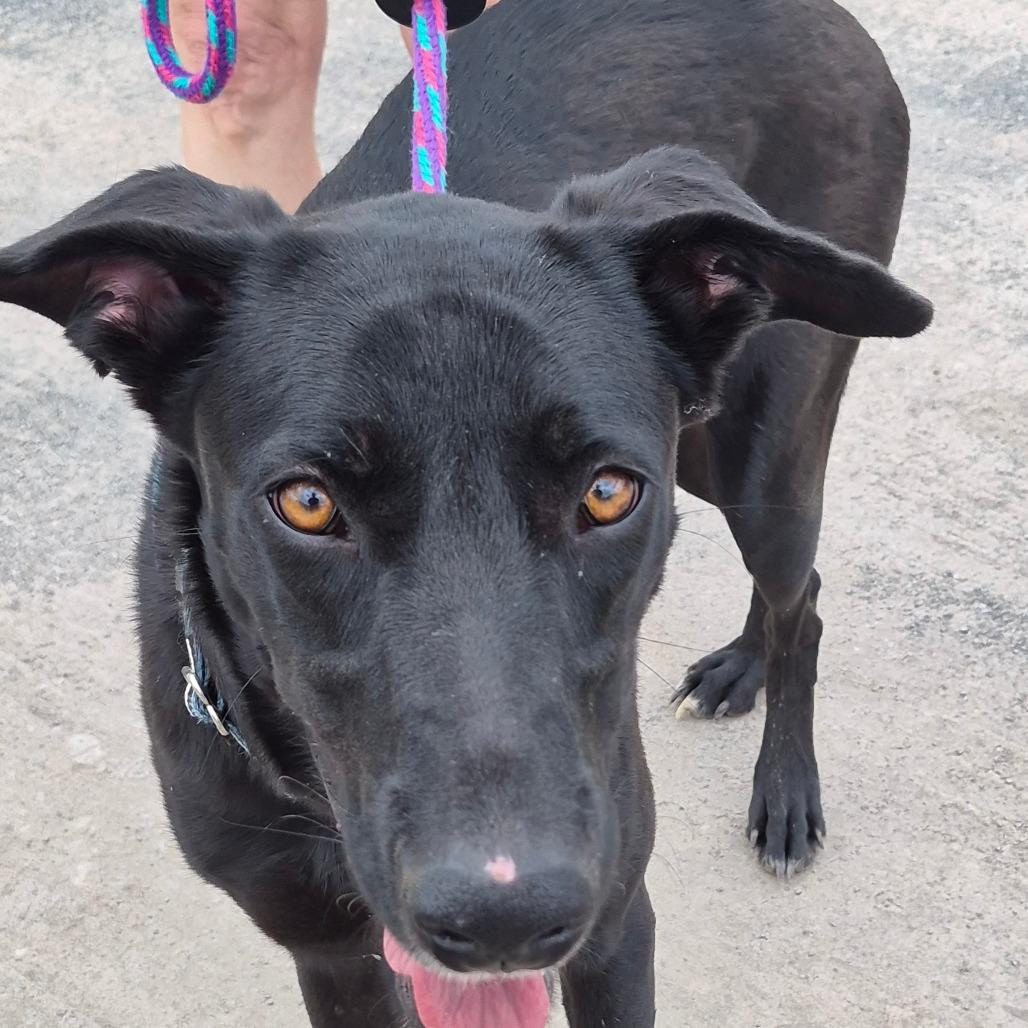 Enlarge Juno, a Adoptable mixed breed in Saugerties, NY image 2/6