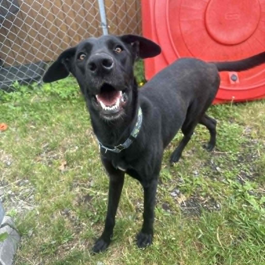 Enlarge Juno, a Adoptable mixed breed in Saugerties, NY image 3/6