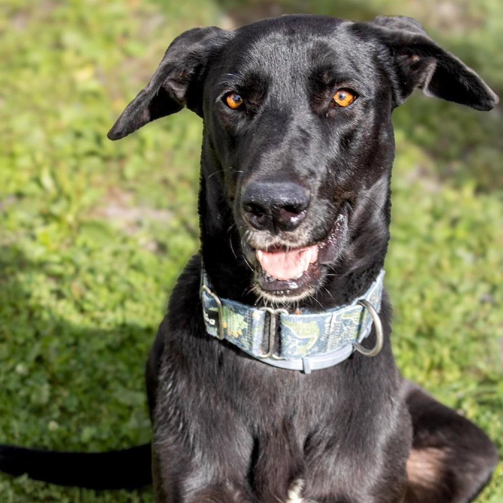 Enlarge Juno, a Adoptable mixed breed in Saugerties, NY image 4/5