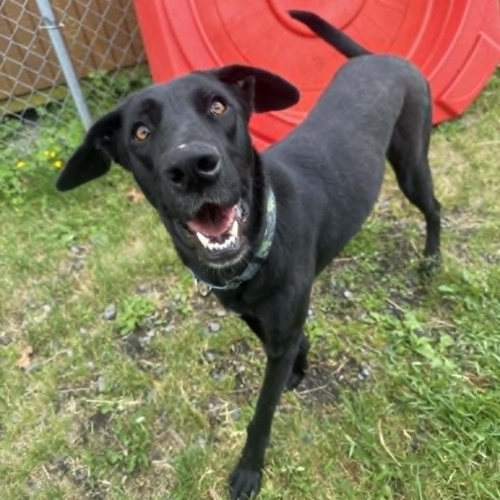 Enlarge Juno, a Adoptable mixed breed in Saugerties, NY image 4/6