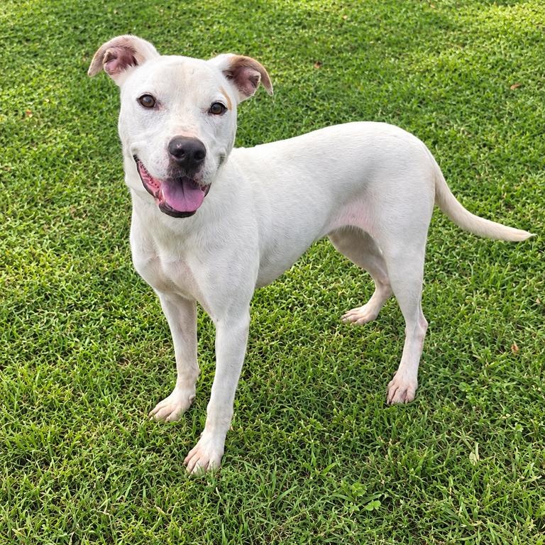 Enlarge Otisha, a Adoptable mixed breed in Valdosta, GA image 2/2