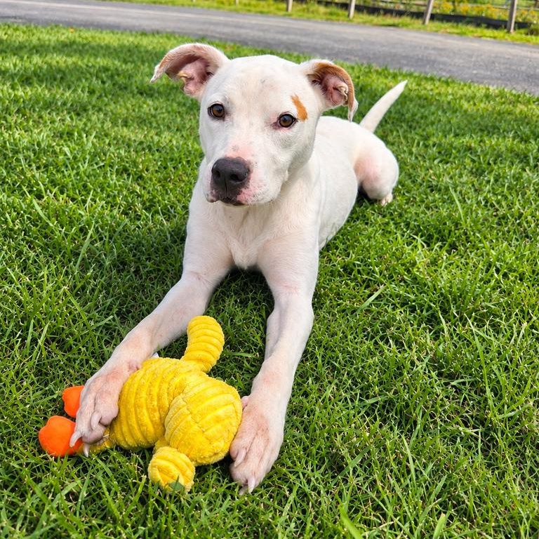 Otisha, Adoptable, Young Female Bulldog.