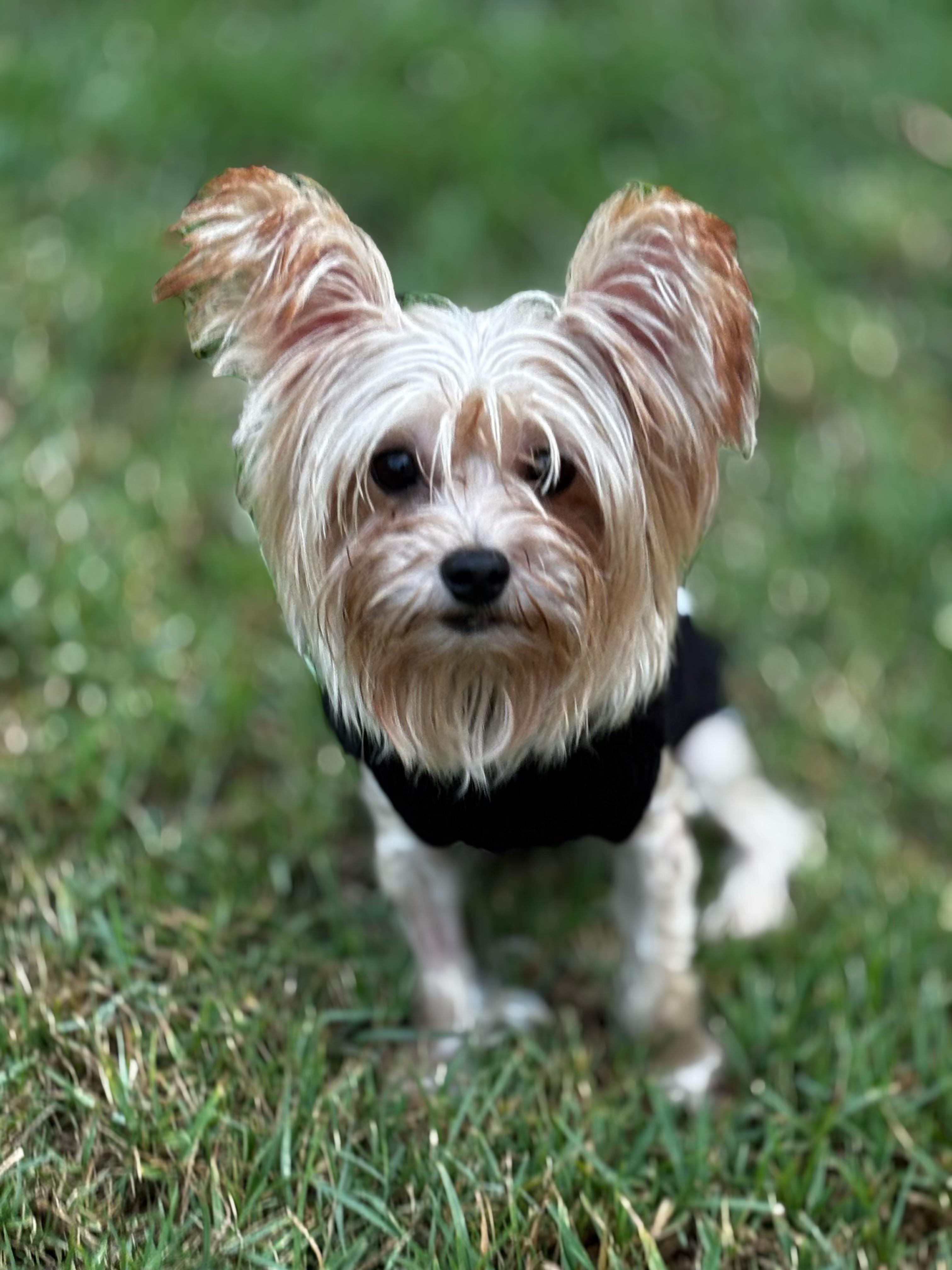 Haru~, an adoptable Papillon, Yorkshire Terrier in Irvine, CA, 92618 | Photo Image 1