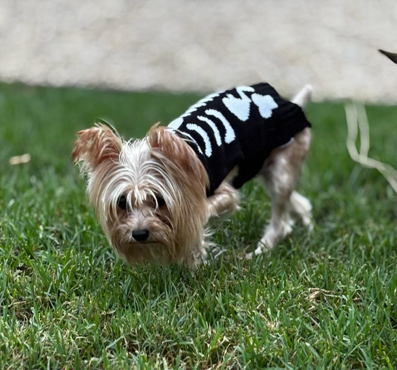 Haru~, an adoptable Papillon, Yorkshire Terrier in Irvine, CA, 92618 | Photo Image 3