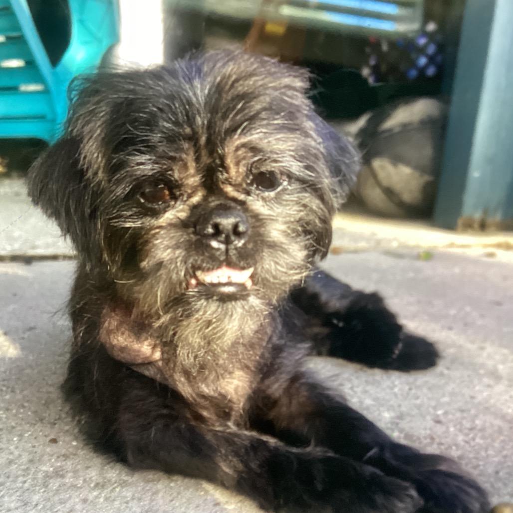 Bruiser, Adoptable, Senior Male Pekingese.