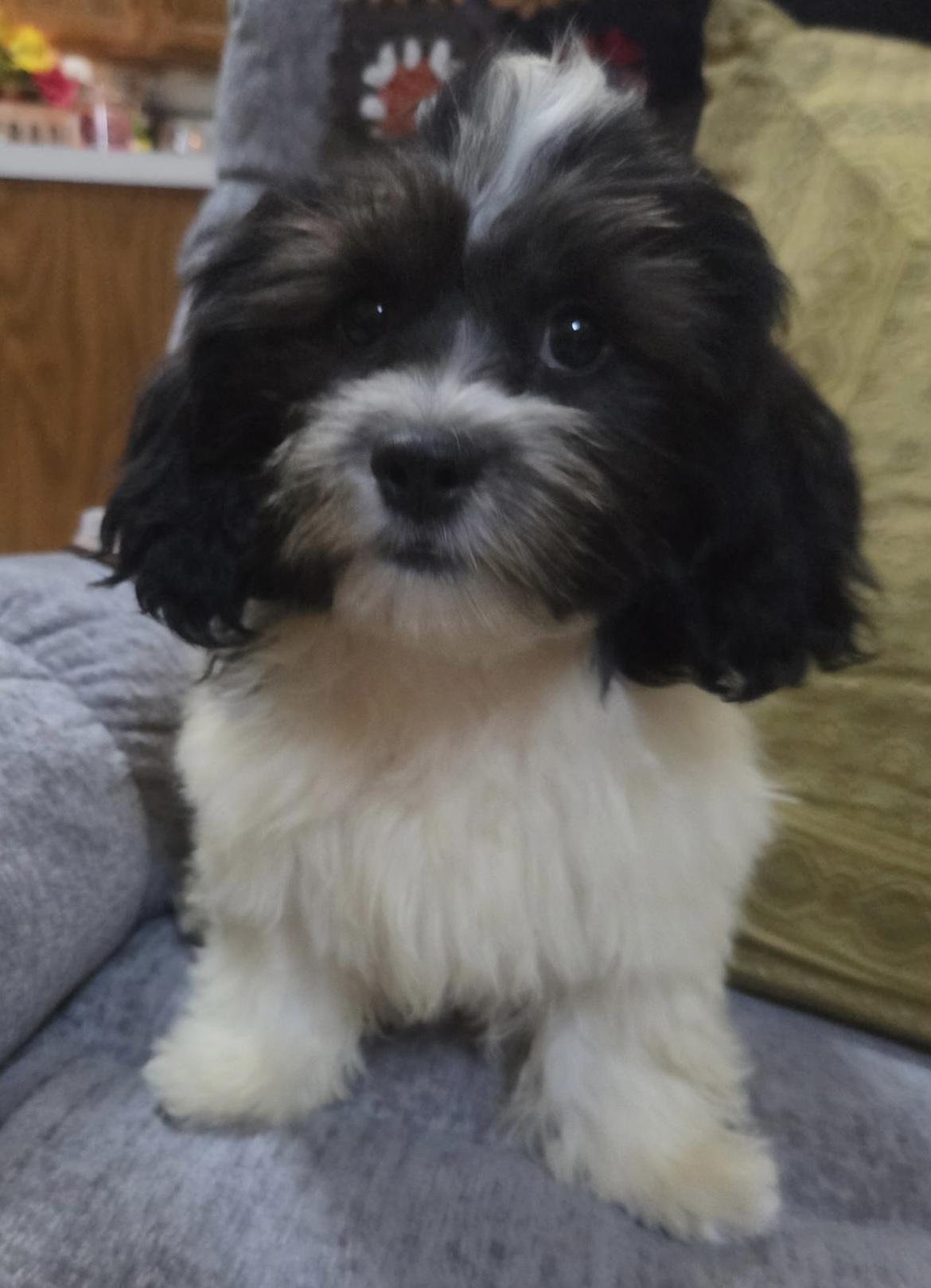 Tilly, Adopted, Puppy Female Shih Tzu & Bichon Frise.