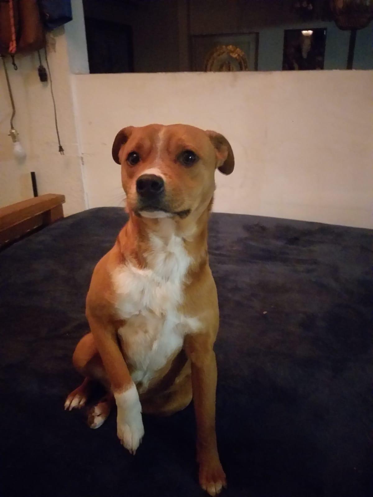 Amaretto, Adult Male unknown