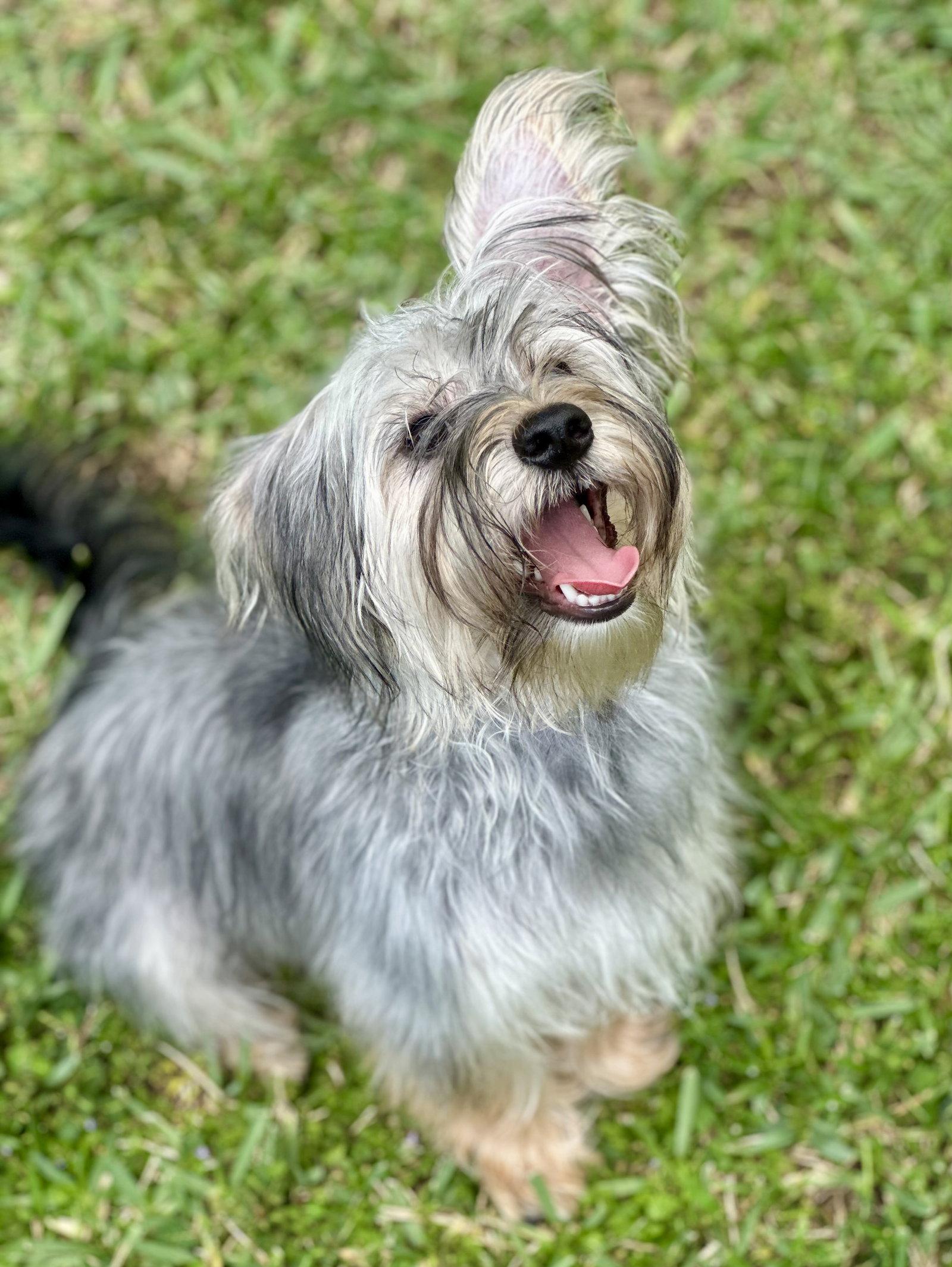 Thunder, Adoptable, Young Male Maltese & Yorkshire Terrier.