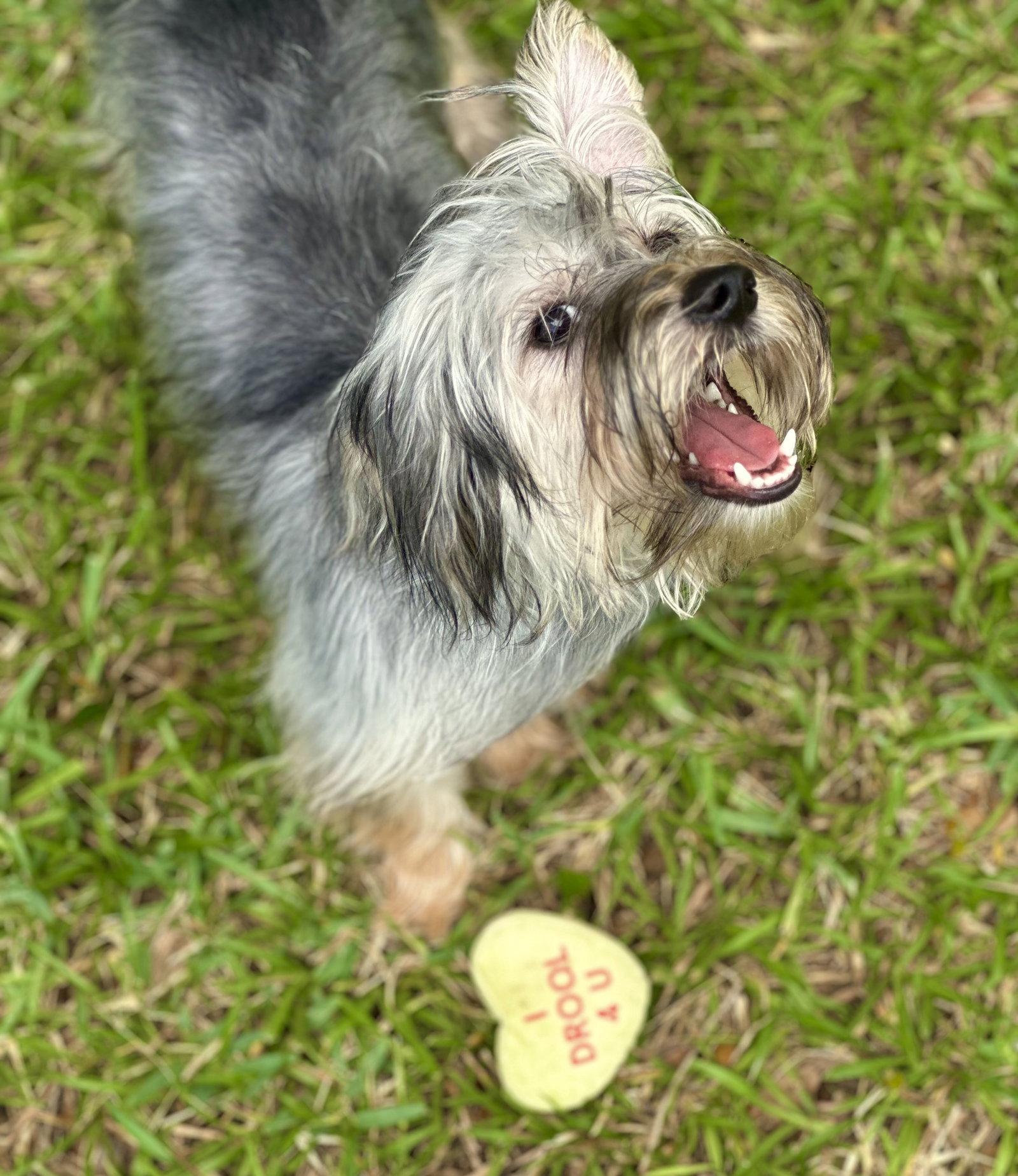 Enlarge Thunder, a Adoptable mixed breed in Valrico, FL image 2/3