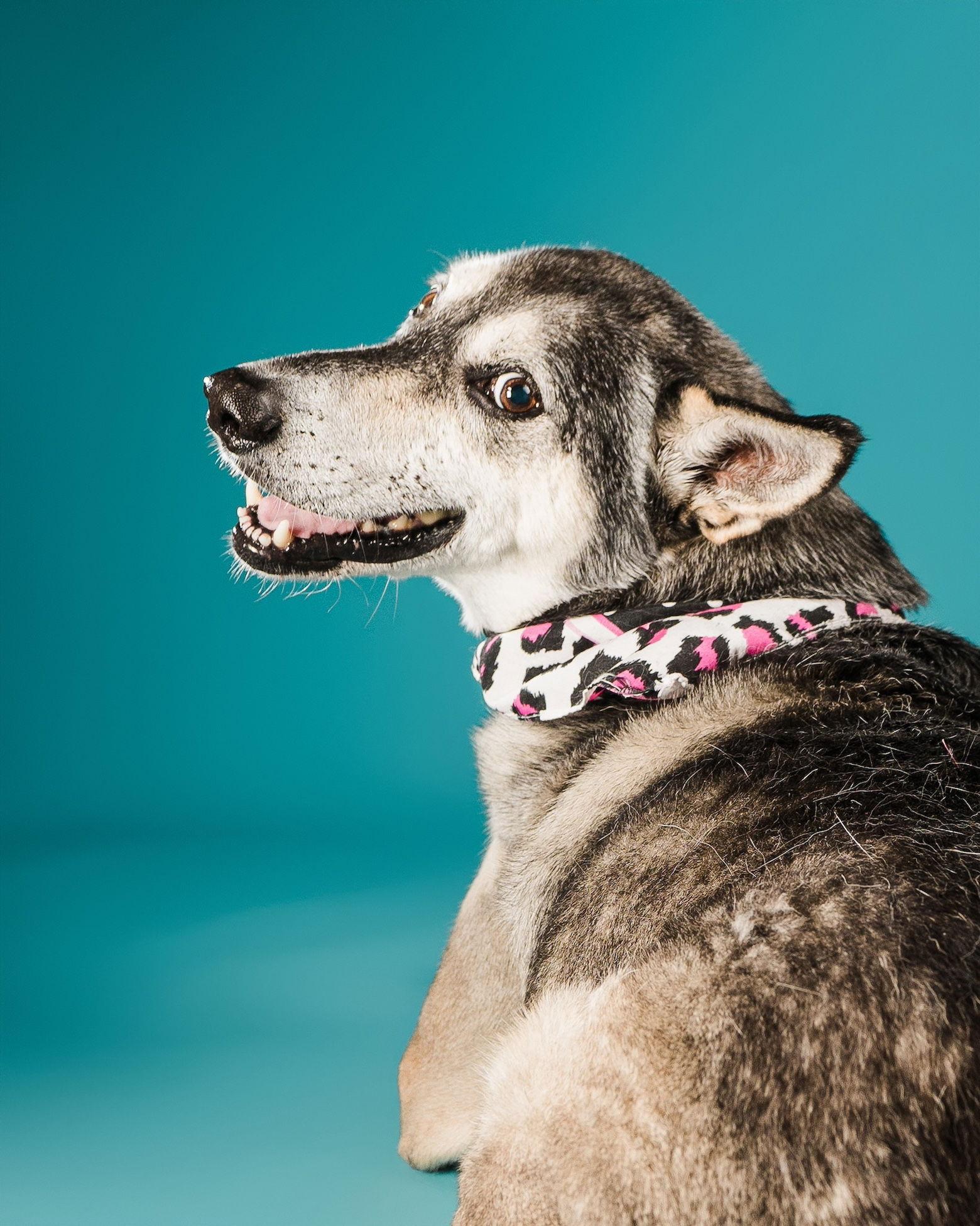 Lady, a Adoptable mixed breed in Baltimore, MD image 1/3