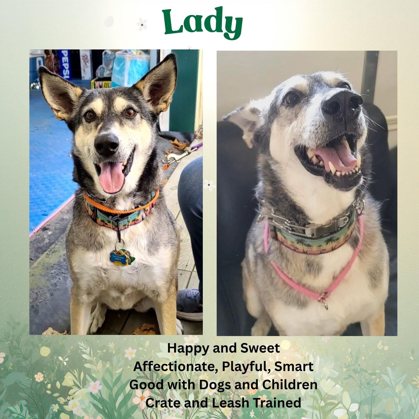 Enlarge Lady aka Lady Bug, a Adoptable mixed breed in Baltimore, MD image 1/3