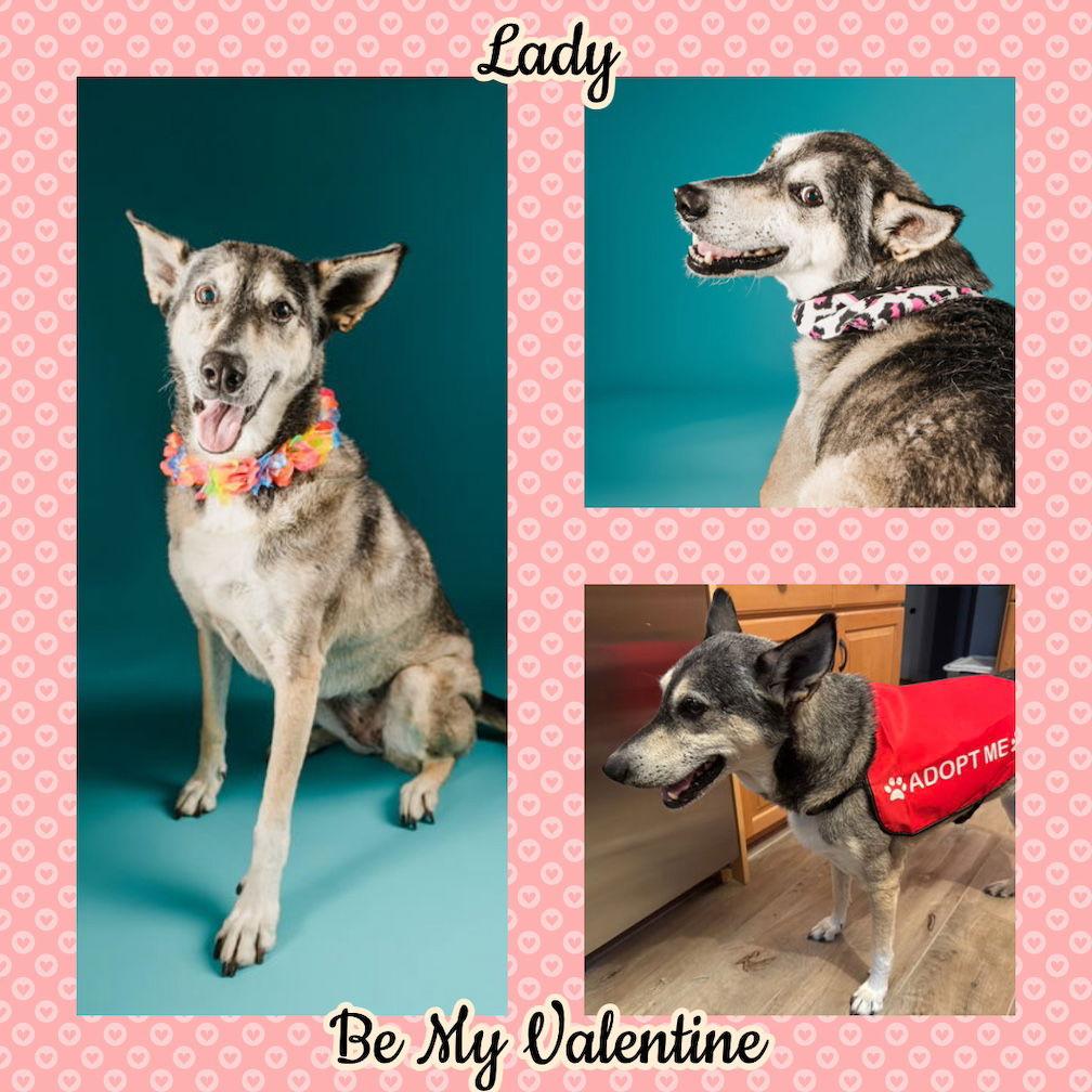Enlarge Lady aka Lady Bug, a Adoptable mixed breed in Baltimore, MD image 1/3