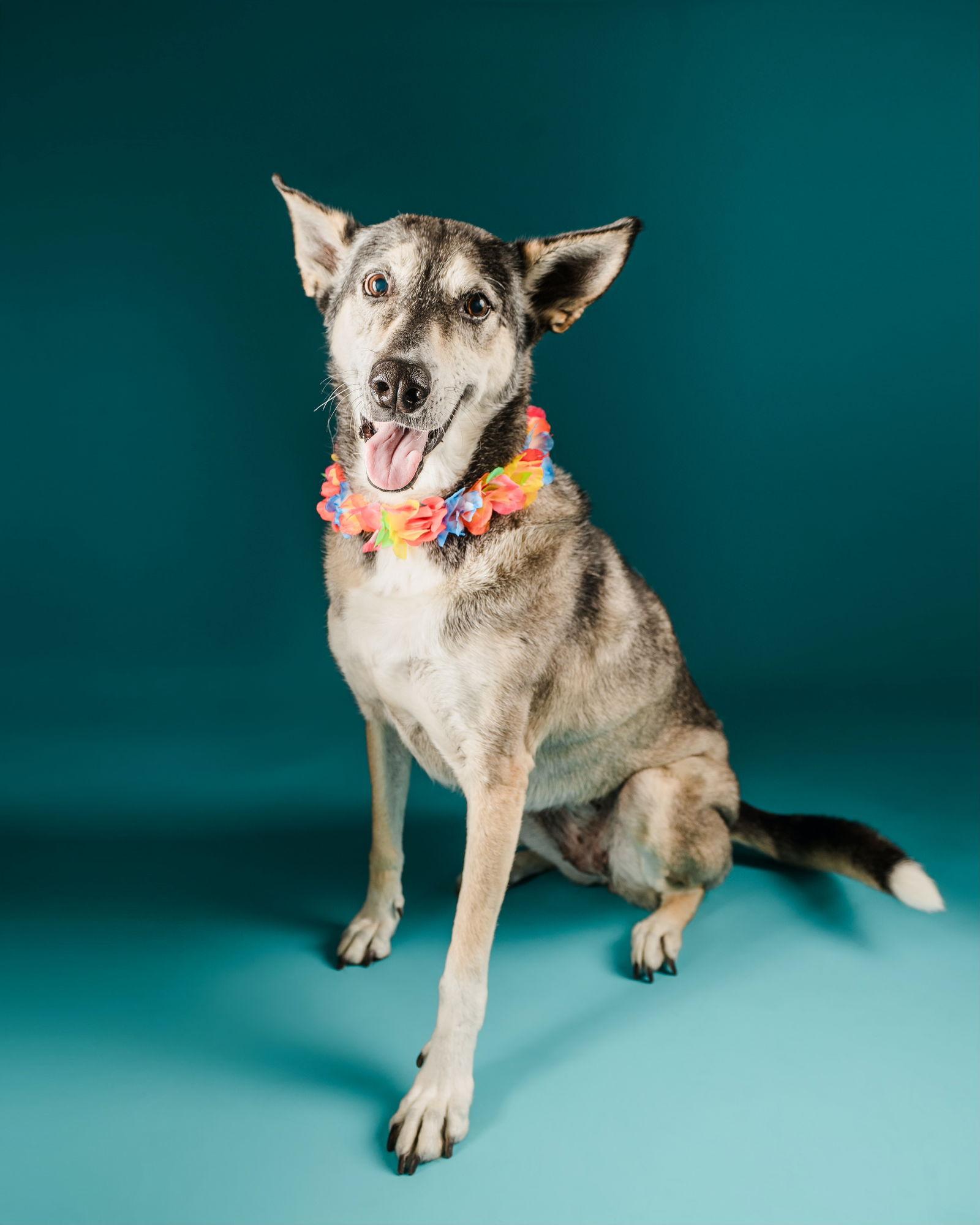 Lady aka Lady Bug, Adoptable, Adult Female Siberian Husky & Alaskan Malamute.