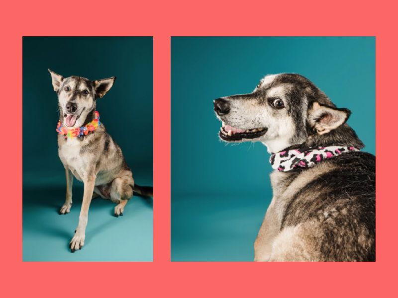 Enlarge Lady aka Lady Bug, a Adoptable mixed breed in Baltimore, MD image 2/3