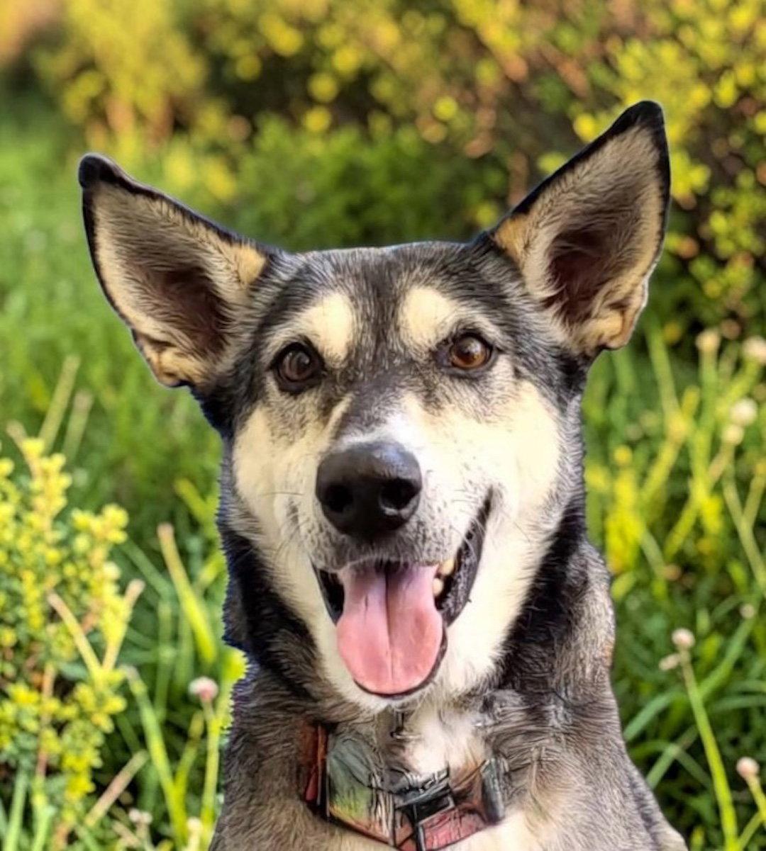 Lady aka Lady Bug, a Adoptable mixed breed in Baltimore, MD image 2/3
