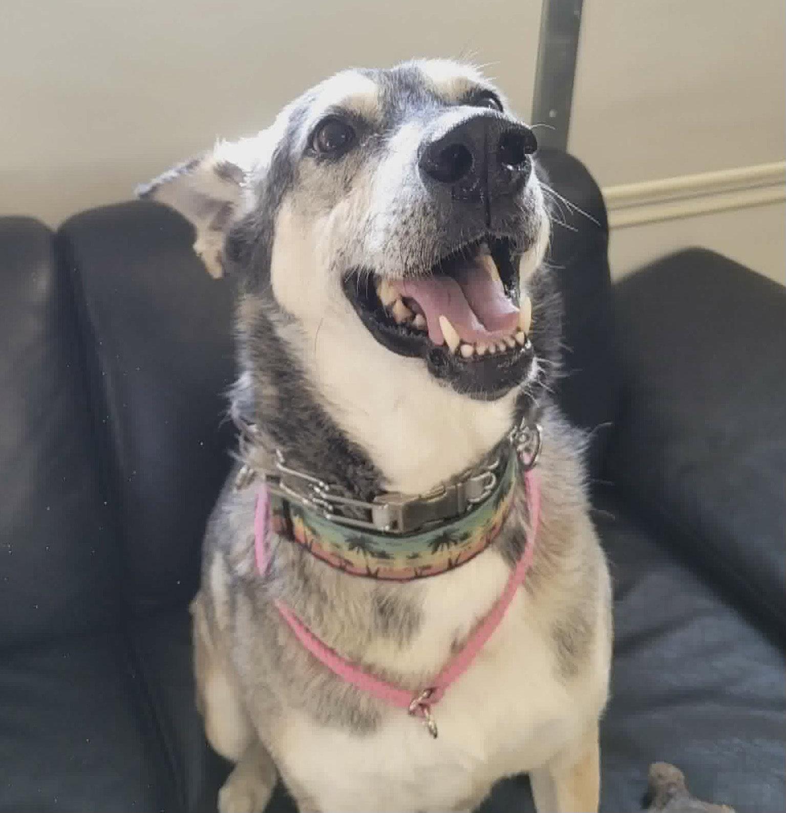 Enlarge Lady aka Lady Bug, a Adoptable mixed breed in Baltimore, MD image 2/3