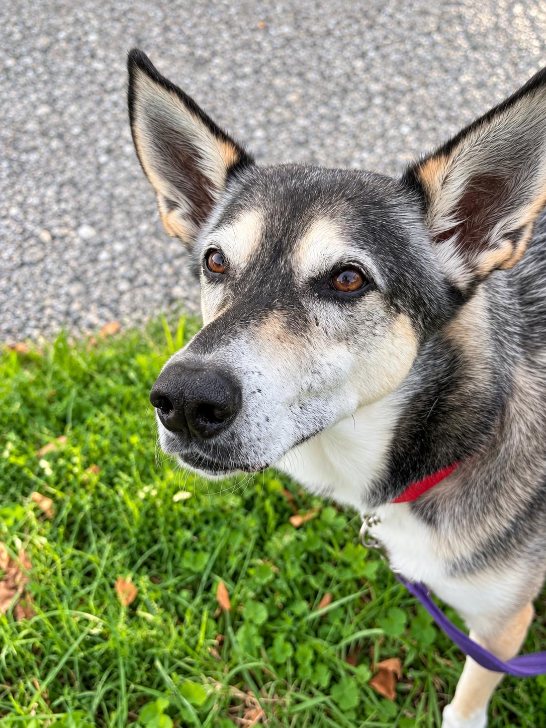 Lady aka Lady Bug, Adoptable, Adult Female Siberian Husky & Alaskan Malamute.