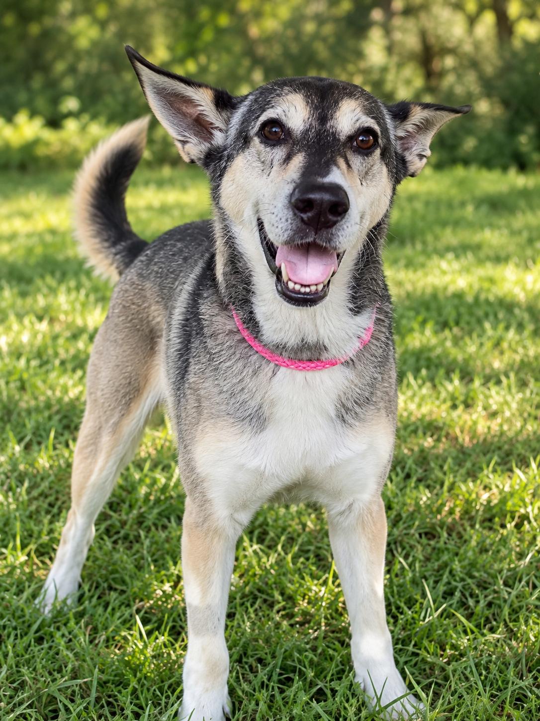 Enlarge Lady aka Lady Bug, a Adoptable mixed breed in Baltimore, MD image 2/3