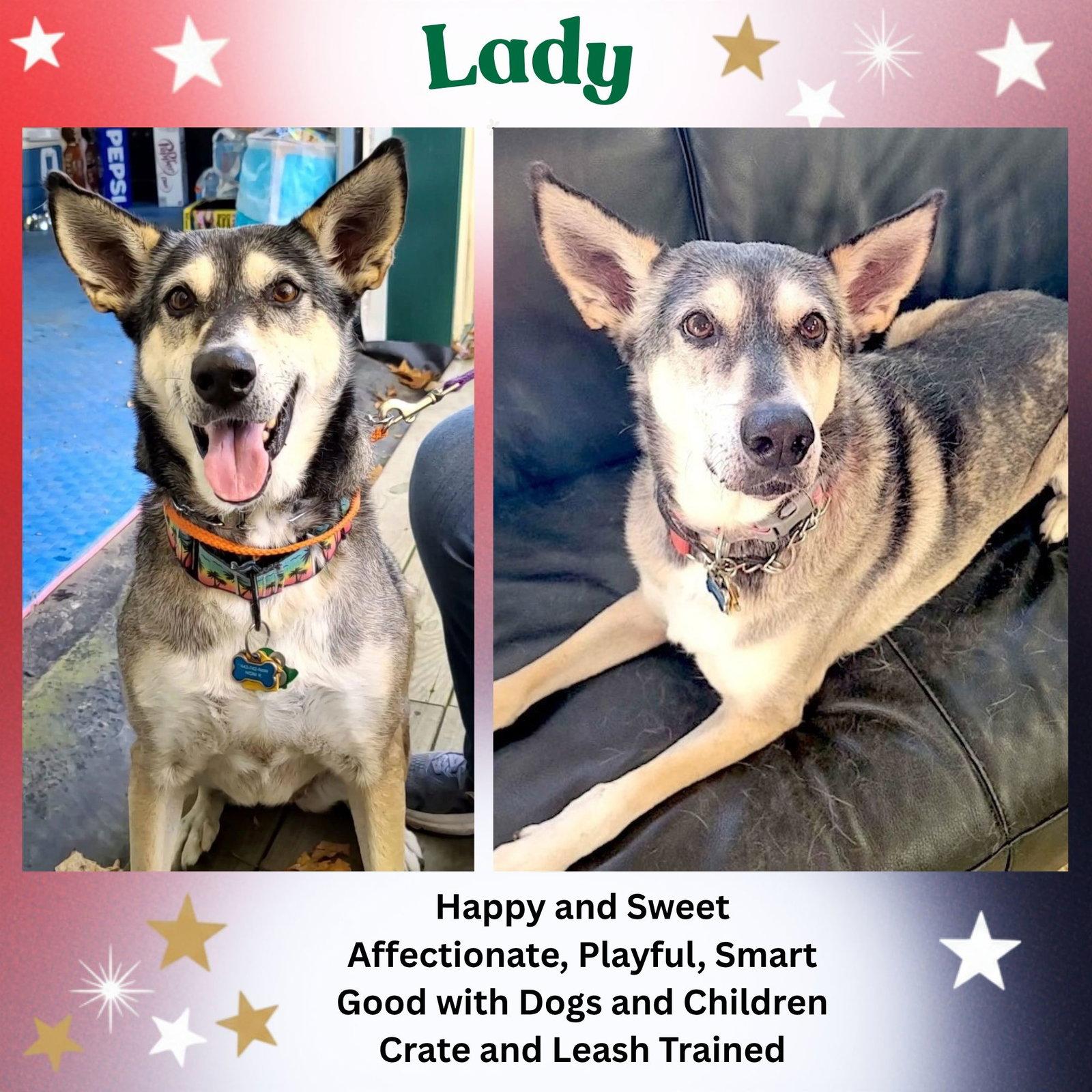 Enlarge Lady aka Lady Bug, a Adoptable mixed breed in Baltimore, MD image 3/3