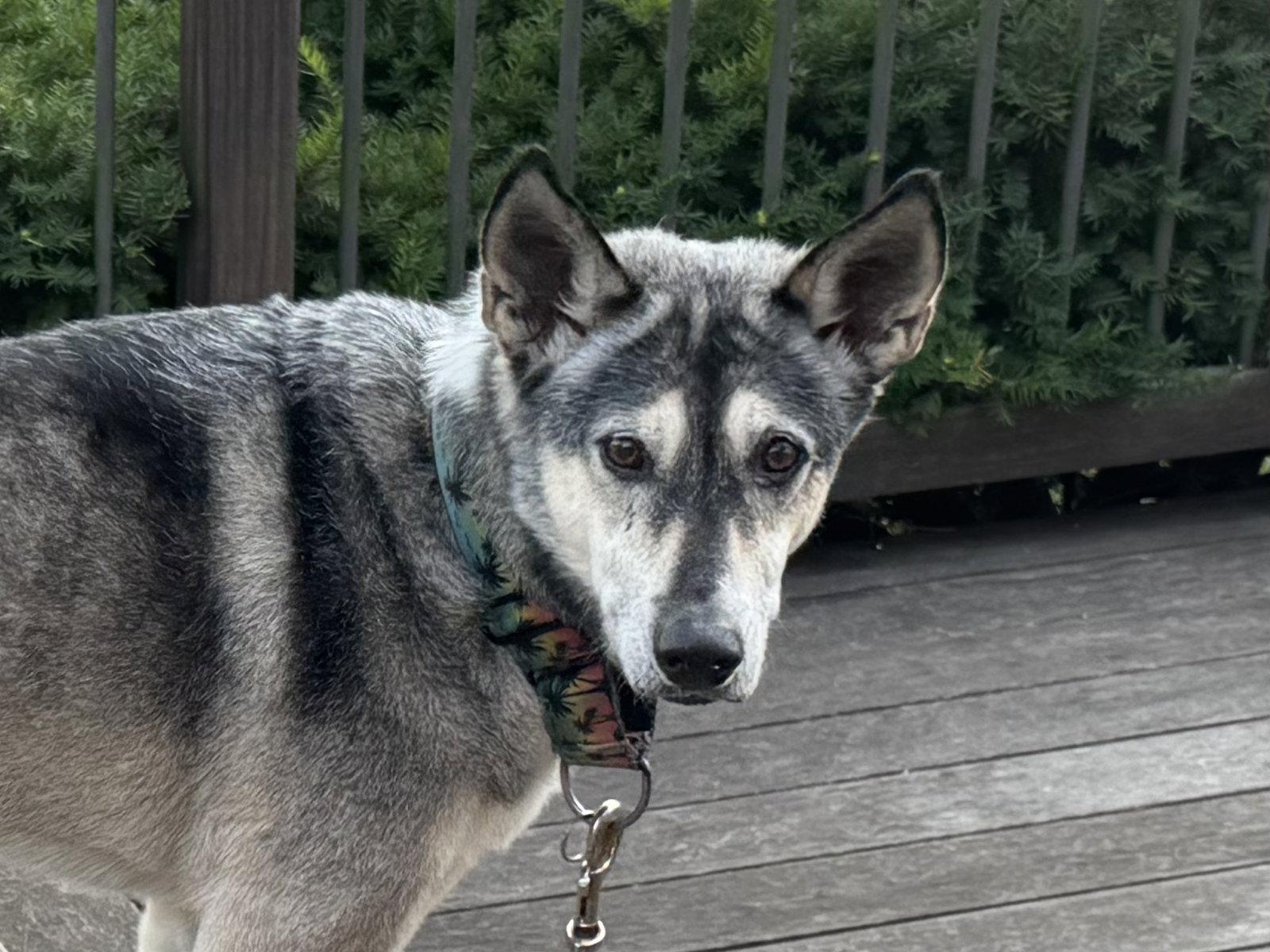 Lady aka Lady Bug, a Adoptable mixed breed in Baltimore, MD image 3/3